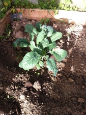Kale, growing in the polytunnel