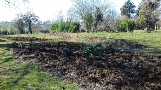 One large, rectangular bed to increase our growing area